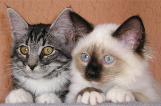 Rencontre avec personnes aimant animaux